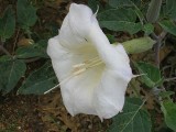 Thumbs/tn_Img_8897.jpg