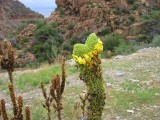 Thumbs/tn_Img_8942.jpg