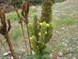Thumbs/tn_Img_8943.jpg