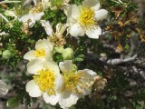 Thumbs/tn_Img_0034.jpg