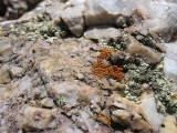 Thumbs/tn_Img_9202.jpg
