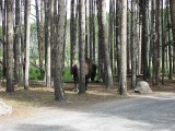 Thumbs/tn_IMG_0171RS122.jpg