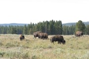 Thumbs/tn_IMG_4123JC356.jpg
