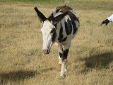 Thumbs/tn_IMG_0374JC076.jpg