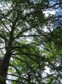 Thumbs/tn_Img_8162.jpg