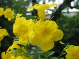 Thumbs/tn_Img_8172.jpg
