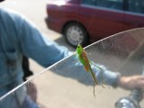 Thumbs/tn_Img_8126.jpg